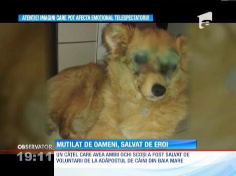 Caz de o cruzime fără margini pentru medicii veterinari din Baia Mare. Ei au salvat un câine abandonat la marginea unei păduri, bătut şi cu ochii scoşi