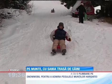 Câinii de sanie există şi în România