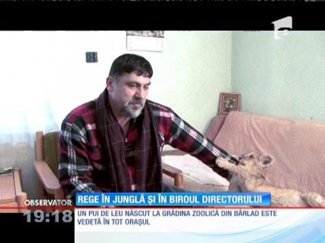 Directorul unei grădini zoologice a "adoptat" un leu. Puiul a fost respins de mamă