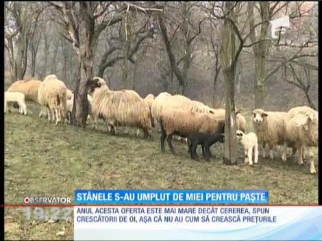Stânele sunt pline cu miei pentru Paște