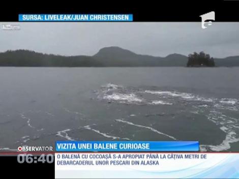 O balenă cu cocoaşă s-a apropiat de debarcaderul unor pescari din Alaska