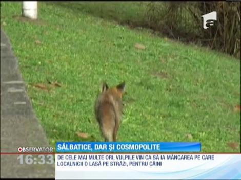 Vulpile au luat cu asalt oraşul Arad