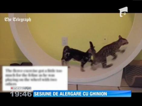 Sesiune de alergare cu ghinion pentru un pui de pisică