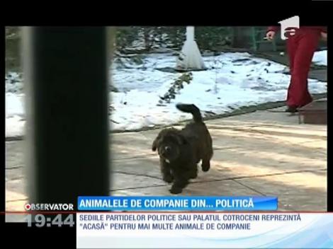 Animalele adoptate de politicieni