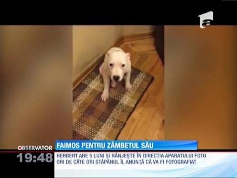 Câinele faimos pentru zâmbetul său