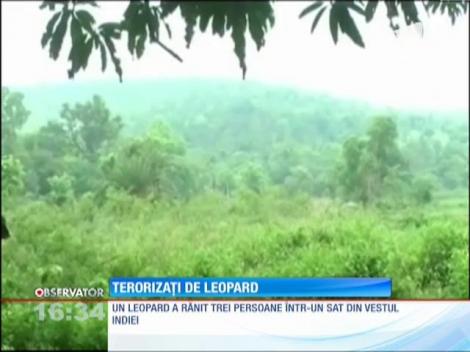 Săteni din India, atacați de un leopard înfometat