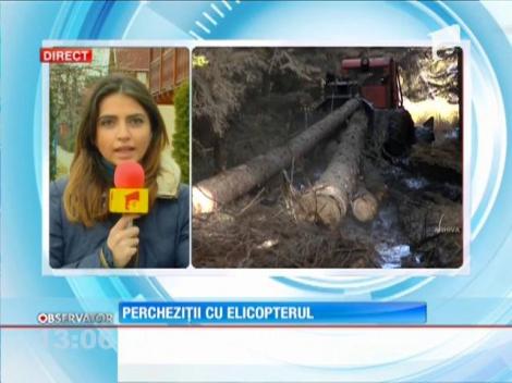 Polițiștii au descins în mai multe locații din județul Iași, la hoții de lemne