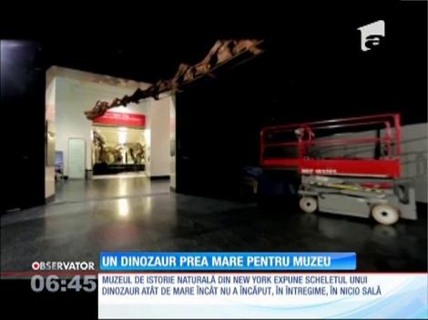 Un dinozaur prea mare pentru muzeu