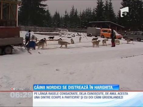Concurs de atelaje canine în Harghita