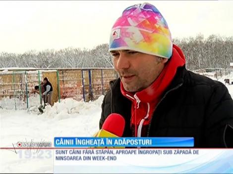 400 de câini au fost la un pas să moară îngheţaţi, la marginea comunei Belciugatele