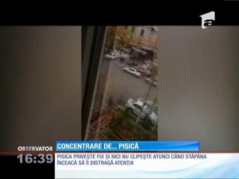 Ce înseamna concentrarea la o pisică