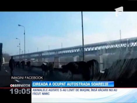 Autostrada Soarelui, blocată de zeci de vaci