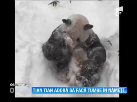 ABSOLUT ADORABIL!  Ursul panda care adoră să facă tumbe în zăpadă