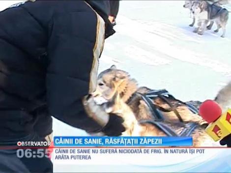 Câinii de zăpadă se bucură de vremea de afară