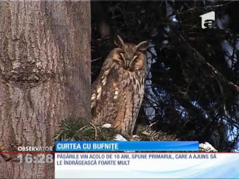 Situaţie ciudată în Argeş, curtea unui primar a fost invadată de bufniţe