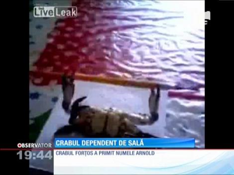 Un crab cucereşte internetul, cu o serie de exerciţii, exact ca la sala de forţă