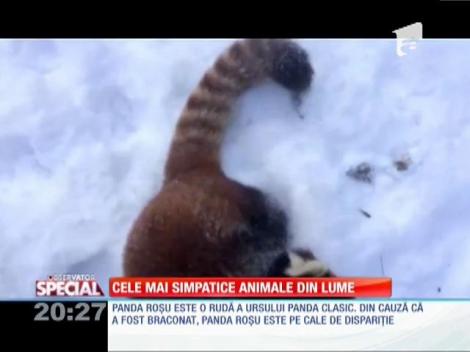 SPECIAL! Cele mai simpatice animale din lume