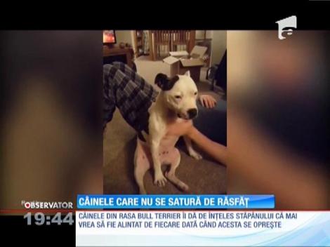 Un câine care ştie cu adevărat ce vrea a reuşit să-şi dreseze stăpânul care acum îl mângâie la comandă