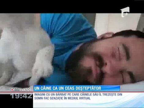 VIDEO! Ceasul deșteptător face "ham"! Un cățel încercă să își trezească stăpânul într-un mod... mai puțin obișnuit!