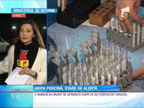 Stare de alertă în judeţul Suceava din cauza gripei porcine care a ajuns la graniţă şi ucide 10 oameni pe zi