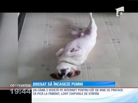 Un patruped-cascador face senzaţie cu talentul lui de a încasa lovituri