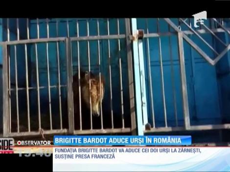 Urșii din cea mai tristă grădină zoologică din lume ar putea ajunge în România