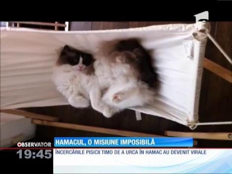 Hamacul, misiune imposibilă pentru o pisică