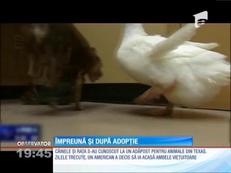 VIDEO: El - ham, ea - mac, dar nimic nu-i desparte! Pe un câine şi pe o raţă îi leagă o prietenie neobișnuită