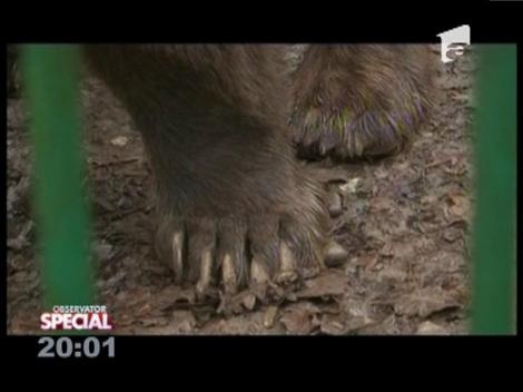 Special! Ursul, adevăratul vestitor al primăverii