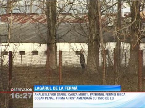 Lagăr, nu fermă. 35.000 de pui au murit de foame!