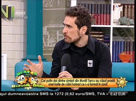 Turma de zimbri din Armeniș, atacată de o haită de câini