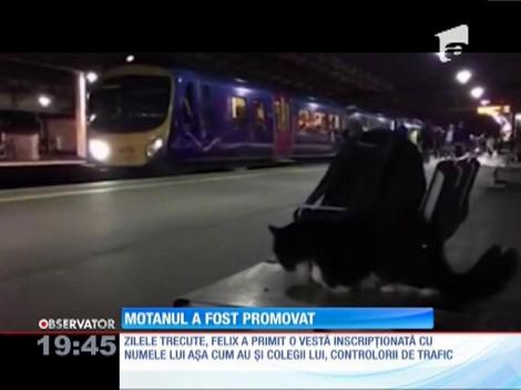 După 5 ani de muncă într-o gară, o pisică a fost numită responsabil şef cu deratizarea
