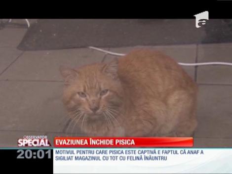 Special! Pisica prizonieră dintr-un magazin sigilat de controlorii fiscali