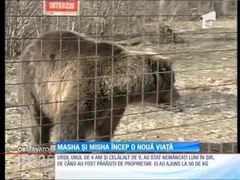 Doi urşi părăsiţi de proprietarul din Armenia vor începe o nouă viaţă la Zărneşti