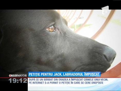 Petiție în care se cere dreptate pentru Jack, câinele împușcat de un bărbat din Oradea