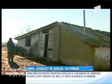 Georgică are doi ani și a crescut într-un grajd dintr-un sat din Constanța, cu porcii