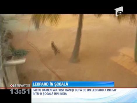 Panică într-o şcoală din India! Un leopard înfometat s-a plimbat pe holuri de parcă era pe covorul roşu!