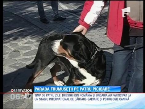 Parada frumuseții pe patru picioare a avut loc în centrul oraşului braşovean Codlea