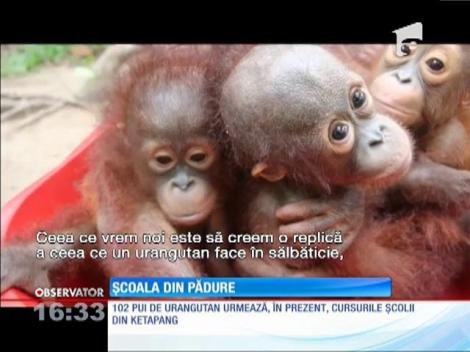 Școala de urangutani rămași orfani