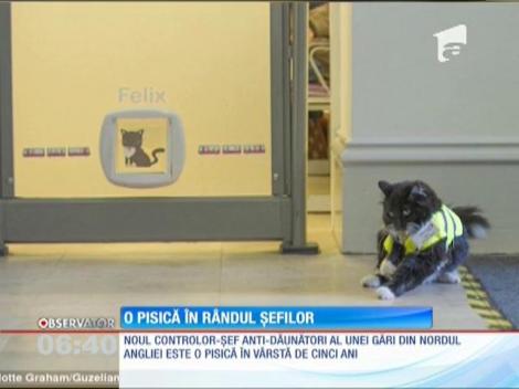Vânătoarea i-a adus o insignă specială! O pisică este noul Controlor-Şef anti-dăunători al unei gări din nordul Angliei