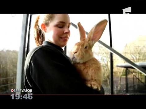 Se caută părinți adoptivi pentru un iepure gigant