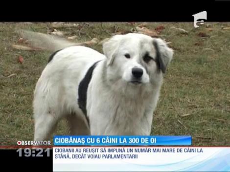 Ciobanii au făcut pace cu Ministerului Agriculturii. Au primit dreptul de a avea 6 câini pentru o turmă de 300 de oi