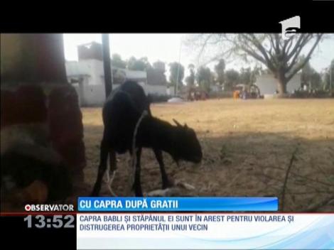 Capră arestată pentru pentru violarea şi distrugerea proprietăţii private!