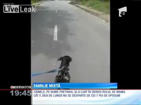 Un câine a devenit mama pentru şapte pui de oposum