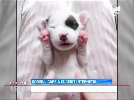 Un câine a cucerit inimile internauţilor cu felul lui profund de a dormi