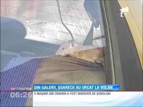 O maşină din Craiova a fost invadată de şobolani