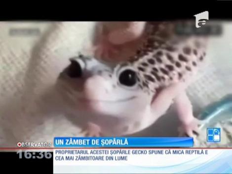 VIDEO! Seamnănă cu un emoticon! Şopârla Miva e mereu cu zâmbetul pe buze, pregătită să radieze bună dispoziție!