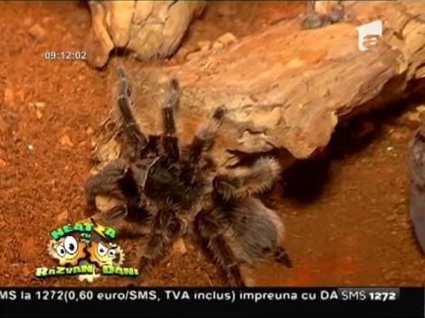 "Cu sânge rece", expoziție de reptile vii la Muzeul Antipa