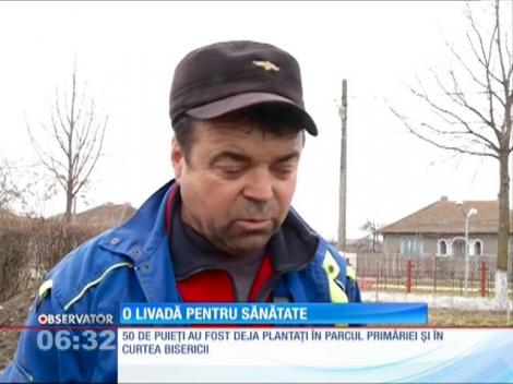O localitate constănţeană se poate lăuda cu o livadă de arbori de ginkgo biloba