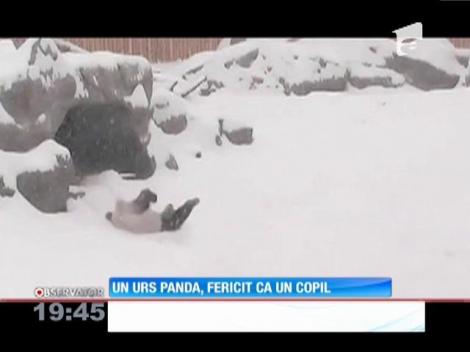 Un urs panda, fericit ca un copil